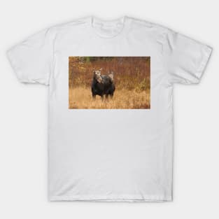 Moose - Algonquin Park, Canada T-Shirt